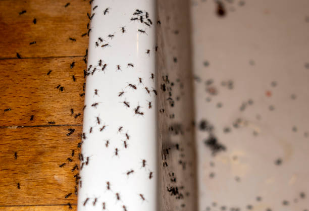 Best Best Pest Control Companies  in Round Lake Park, IL